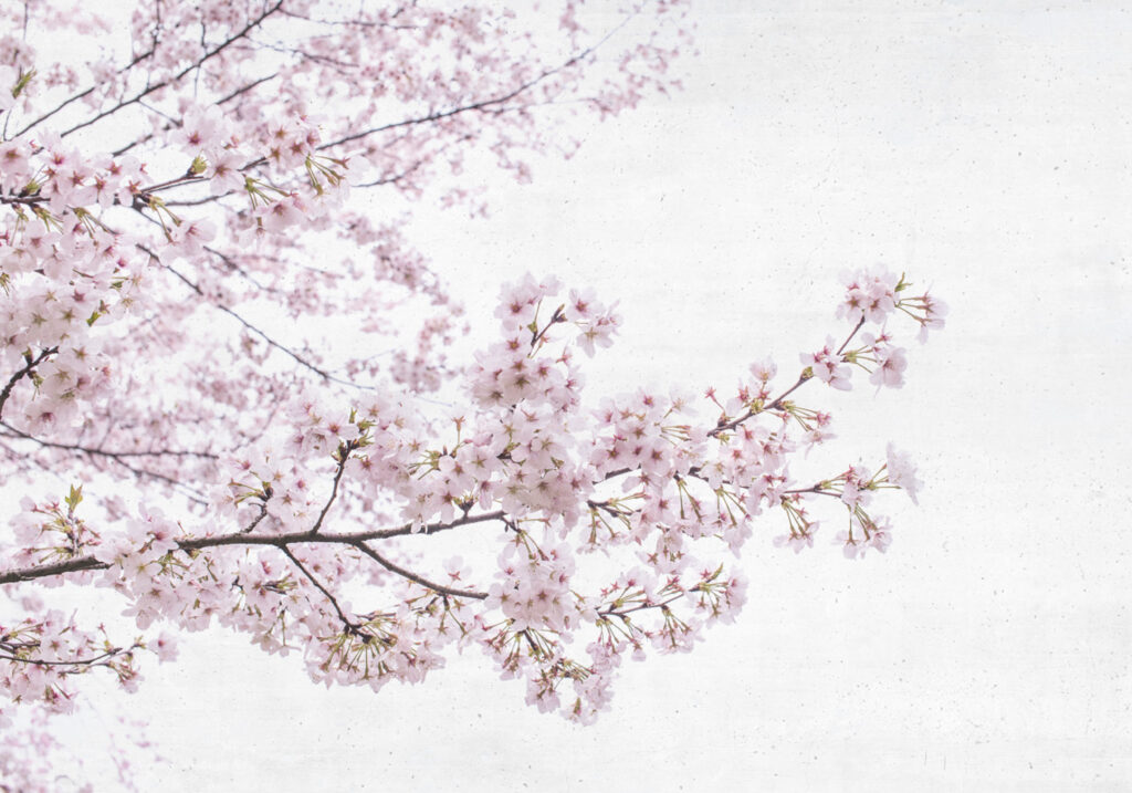 Blossom almond tree Pink